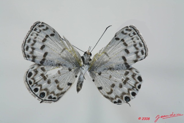 062 Lepidoptera (FV) Lycaenidae Termoniphas alberici f 8EIMG_4014wtmk.JPG