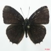 063 Lepidoptera (FD) Lycaenidae Anthene princeps m 8EIMG_15710WTMK.jpg