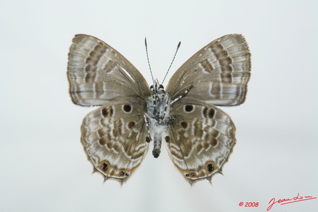 064 Lepidoptera (FV) Lycaenidae Anthene princeps m 8EIMG_15717WTMK.jpg