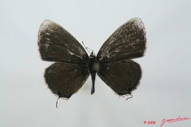 065 Lepidoptera (FD) Lycaenidae Eicochrysops hippocrates m 8EIMG_15643WTMK.jpg