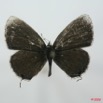 065 Lepidoptera (FD) Lycaenidae Eicochrysops hippocrates m 8EIMG_15643WTMK.jpg