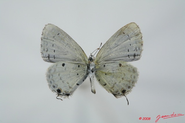 066 Lepidoptera (FV) Lycaenidae Eicochrysops hippocrates m 8EIMG_15648WTMK.jpg