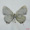 066 Lepidoptera (FV) Lycaenidae Eicochrysops hippocrates m 8EIMG_15648WTMK.jpg