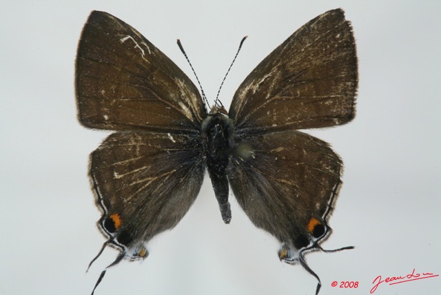 067 Lepidoptera (FD) Lycaenidae Hypolycaena philippus m 8EIMG_15652WTMK.jpg