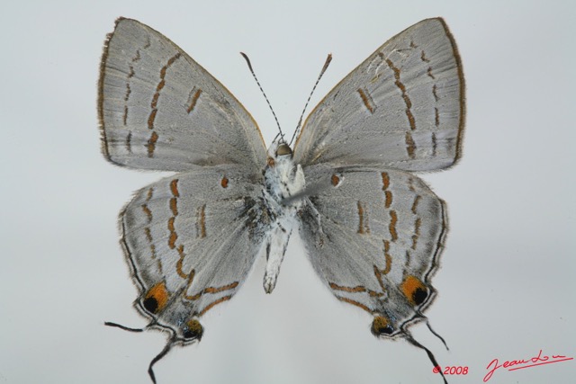 068 Lepidoptera (FV) Lycaenidae Hypolycaena philippus m 8EIMG_15655WTMK.jpg