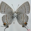 068 Lepidoptera (FV) Lycaenidae Hypolycaena philippus m 8EIMG_15655WTMK.jpg