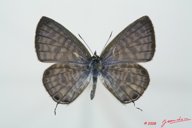 069 Lepidoptera (FD) Lycaenidae Leptotes pirithous m 8EIMG_15701WTMK.jpg