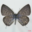 069 Lepidoptera (FD) Lycaenidae Leptotes pirithous m 8EIMG_15701WTMK.jpg