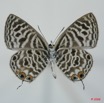 070 Lepidoptera (FV) Lycaenidae Leptotes pirithous m 8EIMG_15705WTMK.jpg