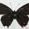 071 Lepidoptera (FD) Lycaenidae Anthene larydas m 8EIMG_17499WTMK.JPG