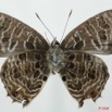 072 Lepidoptera (FV) Lycaenidae Anthene larydas m 8EIMG_17501WTMK.JPG