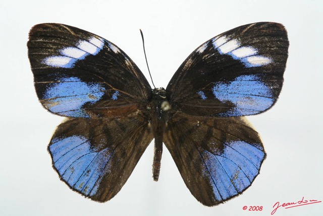 073 Lepidoptera (FD) Lycaenidae Hewitsonia boisduvalii m 8EIMG_20679WTMK.JPG