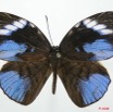 073 Lepidoptera (FD) Lycaenidae Hewitsonia boisduvalii m 8EIMG_20679WTMK.JPG