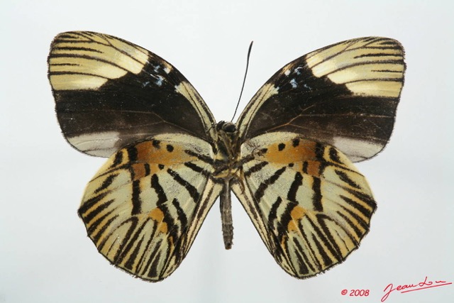 074 Lepidoptera (FV) Lycaenidae Hewitsonia boisduvalii m 8EIMG_20683WTMK.JPG