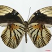 074 Lepidoptera (FV) Lycaenidae Hewitsonia boisduvalii m 8EIMG_20683WTMK.JPG
