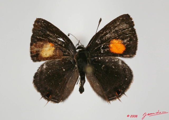 075 Lepidoptera (FD) Lycaenidae Neurellipes lusones m 8EIMG_20509WTMK.JPG