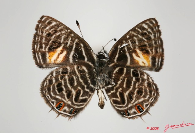 076 Lepidoptera (FV) Lycaenidae Neurellipes lusones m 8EIMG_20511WTMK.JPG