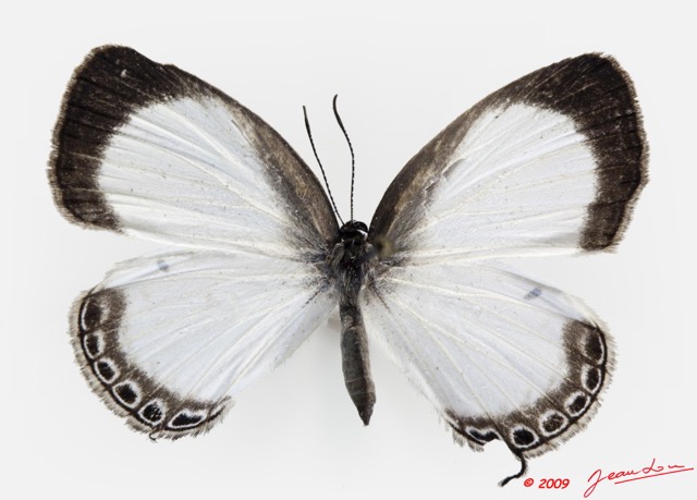 077 Lepidoptera 97b (FD) Lycaenidae Oboronia punctatus 9E5K2IMG_54270wtmk.jpg