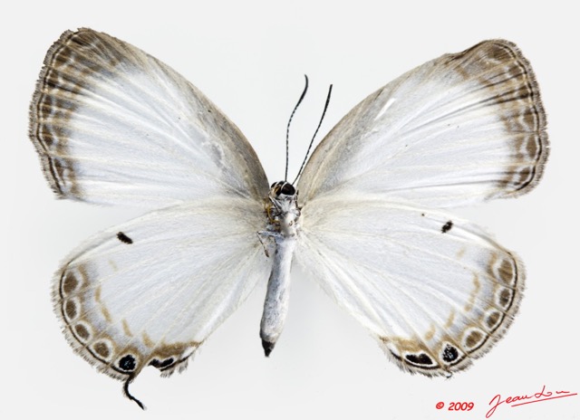 078 Lepidoptera 97b (FV) Lycaenidae Oboronia punctatus 9E5K2IMG_54274wtmk.jpg