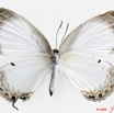 078 Lepidoptera 97b (FV) Lycaenidae Oboronia punctatus 9E5K2IMG_54274wtmk.jpg