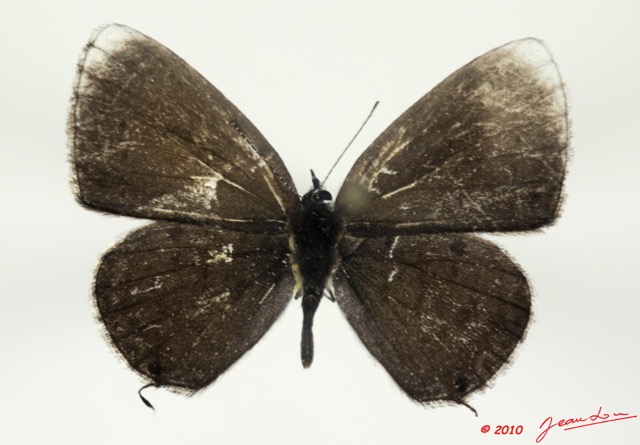 079 Lepidoptera 100a (FD) Lycaenidae Eicochrysops hippocrates m 10E5K2IMG_58022wtmk.jpg