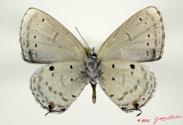 080 Lepidoptera 100a (FV) Lycaenidae Eicochrysops hippocrates m 10E5K2IMG_58024wtmk.jpg