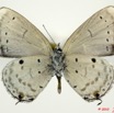 080 Lepidoptera 100a (FV) Lycaenidae Eicochrysops hippocrates m 10E5K2IMG_58024wtmk.jpg