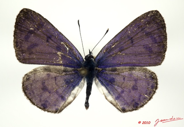 081 Lepidoptera 100b (FD) Lycaenidae Azanus mirza m 10E5K2IMG_58025wtmk.jpg