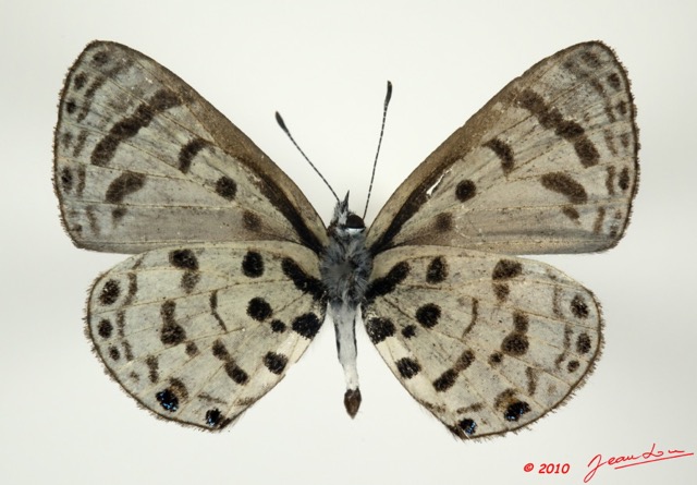082 Lepidoptera 100b (FV) Lycaenidae Azanus mirza m 10E5K2IMG_58027wtmk.jpg