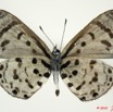 082 Lepidoptera 100b (FV) Lycaenidae Azanus mirza m 10E5K2IMG_58027wtmk.jpg