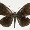 083 Lepidoptera 100c (FD) Lycaenidae Pseudonacaduba aethiops 10E5K2IMG_58028wtmk.jpg