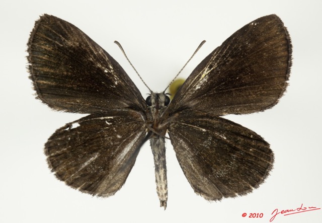084 Lepidoptera 100c (FV) Lycaenidae Pseudonacaduba aethiops 10E5K2IMG_58029wtmk.jpg