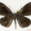084 Lepidoptera 100c (FV) Lycaenidae Pseudonacaduba aethiops 10E5K2IMG_58029wtmk.jpg
