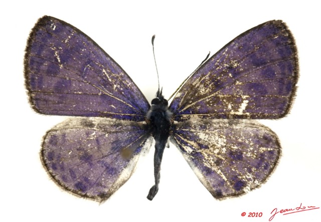 085 Lepidoptera 101c (FD) Lycaenidae Azanus mirza m 10E5K2IMG_59409wtmk.jpg