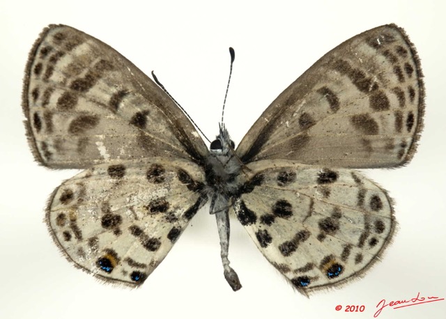 086 Lepidoptera 101c (FV) Lycaenidae Azanus mirza m 10E5K2IMG_59410wtmk.jpg