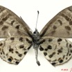 086 Lepidoptera 101c (FV) Lycaenidae Azanus mirza m 10E5K2IMG_59410wtmk.jpg