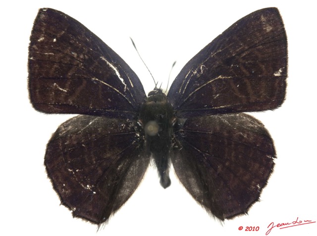 087 Lepidoptera 101d (FD) Lycaenidae Cupidesthes leonina m 10E5K2IMG_59412wtmk.jpg