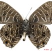 088 Lepidoptera 101d (FV) Lycaenidae Cupidesthes leonina m 10E5K2IMG_59413wtmk.jpg
