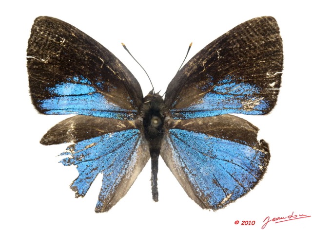 089 Lepidoptera 104a (FD) Lycaenidae Stempfferia kholifa m 10E5K2IMG_61497wtmk.jpg
