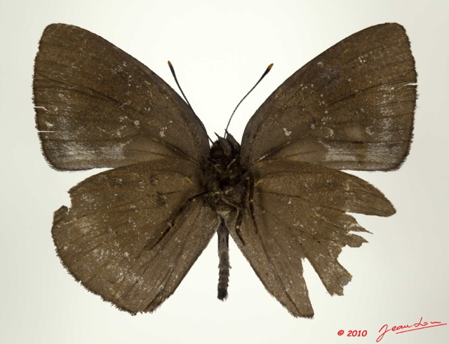090 Lepidoptera 104a (FV) Lycaenidae Stempfferia kholifa m 10E5K2IMG_61498wtmk.jpg