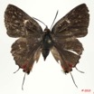 091 Lepidoptera 106c (FD) Lycaenidae Aphnaeus argyrocyclus 10E5K2IMG_64266wtmk.jpg