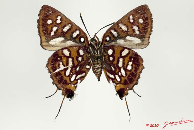 092 Lepidoptera 106c (FV) Lycaenidae Aphnaeus argyrocyclus 10E5K2IMG_64267wtmk.jpg