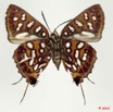 092 Lepidoptera 106c (FV) Lycaenidae Aphnaeus argyrocyclus 10E5K2IMG_64267wtmk.jpg