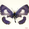 093 Lepidoptera 107c (FD) Lycaenidae Azanus isis 11E5K2IMG_66269wtmk.jpg