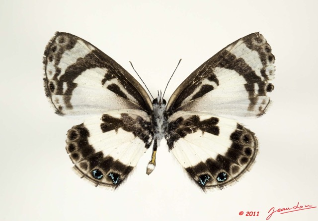 094 Lepidoptera 107c (FV) Lycaenidae Azanus isis 11E5K2IMG_66271wtmk.jpg