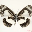 094 Lepidoptera 107c (FV) Lycaenidae Azanus isis 11E5K2IMG_66271wtmk.jpg