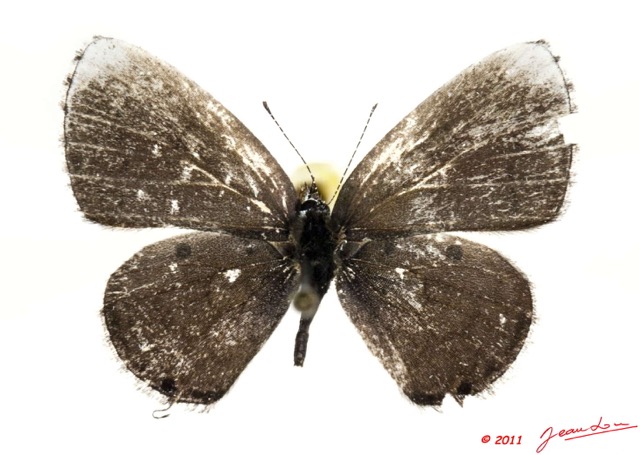 095 Lepidoptera 109c (FD) Lycaenidae Eicochrysops hippocrates f 11E5K2IMG_68610wtmk.jpg