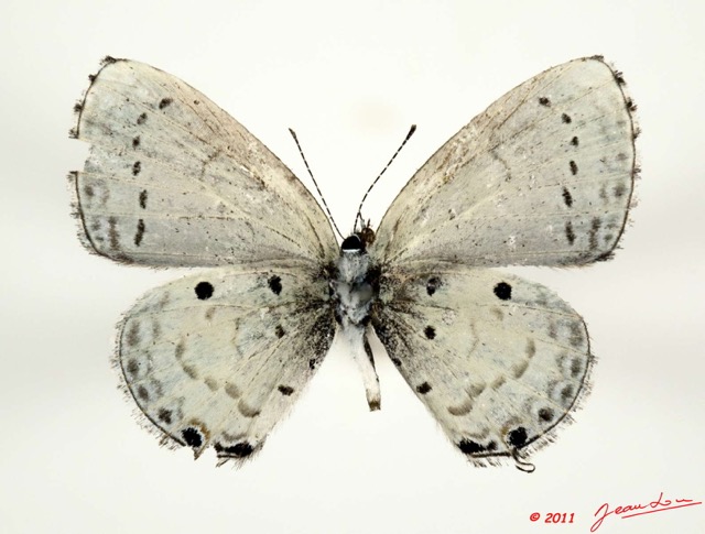 096 Lepidoptera 109c (FV) Lycaenidae Eicochrysops hippocrates f 11E5K2IMG_68612wtmk.jpg