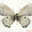096 Lepidoptera 109c (FV) Lycaenidae Eicochrysops hippocrates f 11E5K2IMG_68612wtmk.jpg