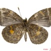 097 Lepidoptera 109d (FV) Lycaenidae Epitolina dispar m 11E5K2IMG_68614wtmk.jpg